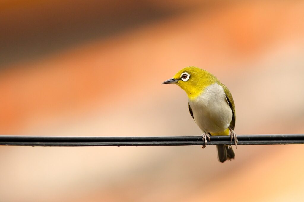 bird, wire, perched, perched bird, yellow bird, feathers, plumage, ave, nature, avian, ornithology, birdwatching, animal world, portrait, small bird, animal, bird, bird, bird, wire, wire, wire, wire, wire, yellow bird, yellow bird, small bird, small bird